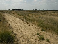 NL, Limburg, Weert, Boshoverheide 20, Saxifraga-Jan van der Straaten